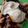 カクヨ's cooksnap of when they made 関西人が作る絶品お好み焼き（小麦粉編）.