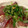 クック5FI59B☆'s cooksnap of when they made かつおと水菜と新玉ねぎのサラダ.