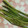 クック1FX93J☆'s cooksnap of when they made アスパラの素揚げ♪シンプルでめちゃ旨〜♡.