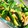 kaihatu's cooksnap of when they made わけぎと油揚げのオイスター炒め.