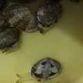 xrymamax's cooksnap of when they made 少量の水で♪あさりの砂抜き.