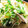 クック61RW5R☆'s cooksnap of when they made きゅうりとやわらぎメンマ+サラチキ和え.
