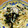 Blue Apple's cooksnap of when they made ツナと新玉ねぎの和風パスタ♪簡単♪.