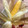 torororo〆's cooksnap of when they made おいしすぎるトウモロコシの焼き方.