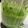 ❀まめりん❀'s cooksnap of when they made ジェノベーゼソースをバジルの収穫から.