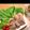 Тика's cooksnap of when they made 簡単ポッサム.