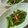 ゆいちき's cooksnap of when they made アスパラときぬさやの春きんぴら.