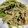 okazakana's cooksnap of when they made エノキと豆苗のコンソメ炒め.