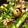 毎日のクック's cooksnap of when they made ベジ♪野菜とあさりのにんにく炒め.