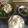 食いしん坊Cocco's cooksnap of when they made 水菜と豚こまのさっぱりタレぽん和え.
