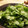 たれふさ's cooksnap of when they made 春菊の韓国風？サラダ.