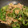 u_usim's cooksnap of when they made 虎皮青椒　(焼ピーマンと豚肉の炒め）.