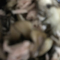 ma___111's cooksnap of when they made ５分あれば完成★舞茸のシーチキン炒め.