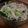 no1642's cooksnap of when they made レンジで簡単！小松菜のナムル.