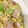 くまし's cooksnap of when they made 魚肉ソーセージとキャベツのふわふわ卵炒め.