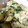 ★ほのどんママ★'s cooksnap of when they made 【郷土食】焼ききゅうりと鯖缶のチーズ焼き.