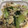 クックFGQUTP☆'s cooksnap of when they made 青梗菜と豚肉のバター炒め.