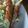 クックZD3CWA☆'s cooksnap of when they made 豚肉のいんげん豆巻き.