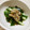 めなよ's cooksnap of when they made 【農家のレシピ】ねぎとしらすのサラダ.