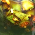 あかぷり's cooksnap of when they made 大葉と青唐辛子の醤油漬け.