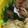 クックUL8OCM☆'s cooksnap of when they made 茄子の漬物　茄子のナーちゃん.