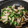akiki0917's cooksnap of when they made 長芋とオクラのバター醤油炒め.