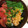 タチオʕ•ᴥ•ʔ's cooksnap of when they made ササミの粒マスタード焼き.
