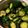 クックQJZ6HM☆'s cooksnap of when they made 簡単！大さじ１のピリ辛うまキュウリ.