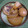 南国diver's cooksnap of when they made 圧力鍋でやわらか角煮と大根と半熟玉子.