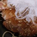 ナカザ☆'s cooksnap of when they made お刺身嫌いが考案！サーモンのカルパッチョ.
