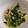 ポメちょん's cooksnap of when they made 小松菜となめ茸と納豆の和え物.