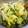 あたりめっこ's cooksnap of when they made きゅうり 水菜 レタスのマリネ 冷凍保存.