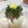 かなん02's cooksnap of when they made みょうがと大葉の冷奴♪ゴマ油としょうが★.