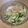 きらり流れ星's cooksnap of when they made 新玉ねぎの季節に最高♪なサラダ.