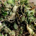 プーパッポンカリー's cooksnap of when they made 胡瓜など野菜のやたら漬け.