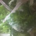 ma___111's cooksnap of when they made ブロッコリーとハムのマヨ和え★子供にも★.