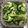 クックEW4ZVE☆'s cooksnap of when they made 簡単☆わさび菜の浅漬け.