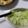 クック6VQZZ6☆'s cooksnap of when they made シャキシャキかんたんコールスロー.