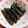 saalalan's cooksnap of when they made 日本に産まれて良かったぁ＝3しそ巻き.