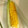 アンドーナツ☆'s cooksnap of when they made 皮付で美味しいとうもろこしの茹で方レンジ.
