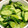 micaro's cooksnap of when they made 夏の定番　きゅうりのわさび漬け.