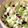 olive11's cooksnap of when they made 信州の郷土料理「やたら」.