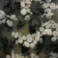 ma___111's cooksnap of when they made 揚げ玉とわかめの味噌汁.
