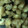ma___111's cooksnap of when they made おつまみに！やげん軟骨のバタポン炒め.