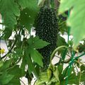 ローズマリー★'s cooksnap of when they made めっけもん ♪簡単ゴーヤの佃煮!!.