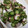 今市らぶ's cooksnap of when they made きゅうりとタコの爽やか酢の物.