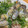 はとポ's cooksnap of when they made 簡単 あさり酒蒸し.