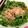 子うさぎoxo's cooksnap of when they made 美味しい〜【モロヘイヤとオクラのお浸し】.