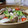 ダイナマイト漆黒's cooksnap of when they made あさりとそら豆のガリバタ焼き.