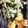 クック0GF8C9☆'s cooksnap of when they made ハマボウフウの天麩羅.